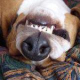 Teeth Grinder